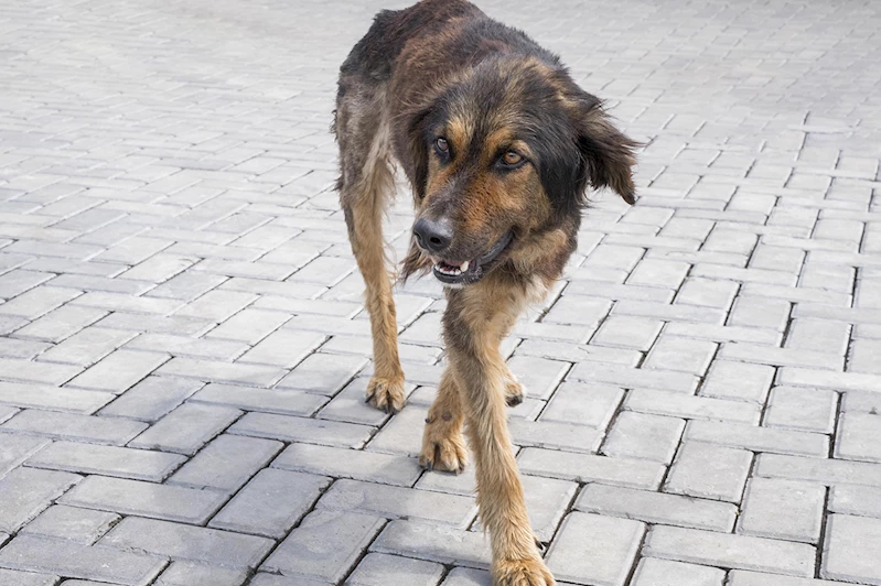 Başıboş köpekler vatandaşı tedirgin ediyor: Can güvenliğimiz tehlikede